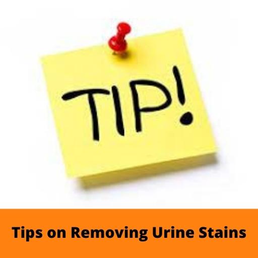 Additional Tips on Removing Urine Stains