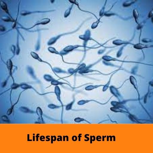 Lifespan of Sperm