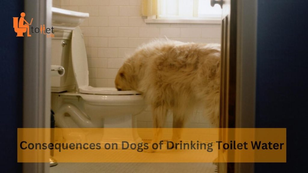  Dogs of Drinking Toilet Water