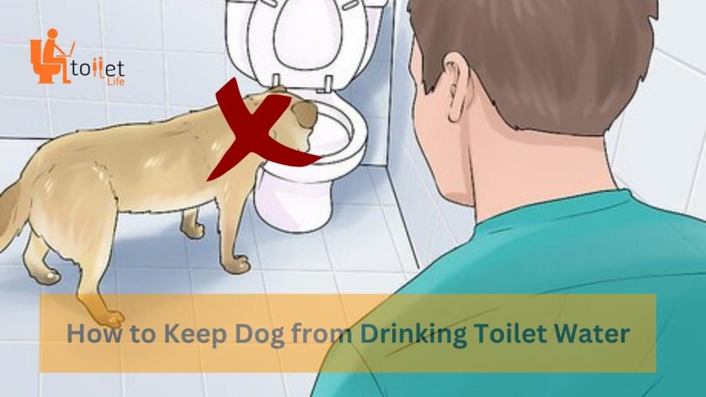 How to Keep Dog 