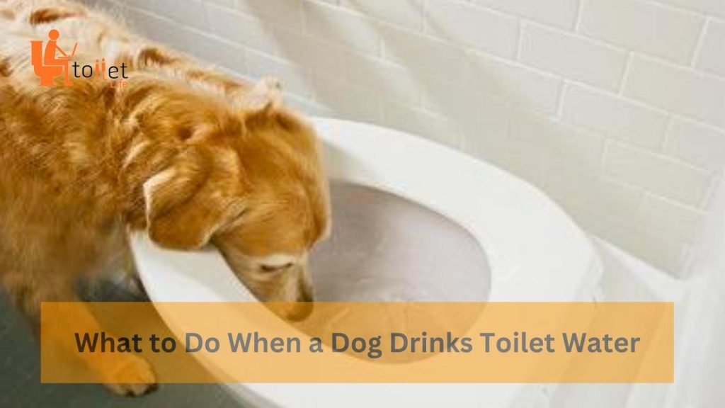  a Dog Drinks Toilet Water