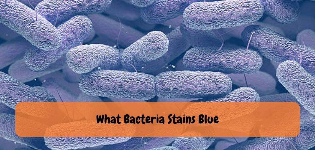 What Bacteria Stains Blue